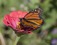 Monarch on Zenia 5933